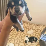 Znaleziono psa, Sosnowiec, 22 sierpnia 2025