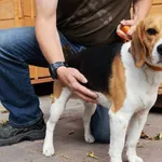 Znaleziono psa, Łódź, 22 sierpnia 2025