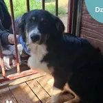 Znaleziono psa, Dąbrówka, 10 sierpnia 2025