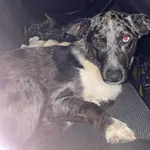 Znaleziono psa, Międzybrodzie Żywieckie, 23 sierpnia 2025