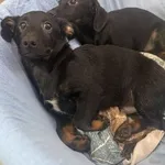 Pies do adopcji, Kraków, 22 sierpnia 2025