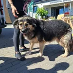 Znaleziono psa, Bydgoszcz, 21 sierpnia 2025