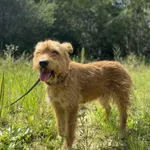 Znaleziono psa, Żywiec, 23 sierpnia 2025