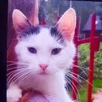 Zaginął kot, Mińsk Mazowiecki, 24 sierpnia 2025