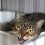 Znaleziono kota, Sosnowiec, 22 sierpnia 2025