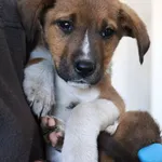 Znaleziono psa, Łódź, 24 sierpnia 2025