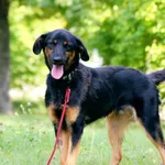 Pies do adopcji, Konin, 7 czerwca 2025