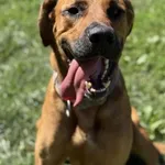 Pies do adopcji, Kraków, 10 sierpnia 2025