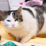 Kot do adopcji, Sosnowiec, 19 sierpnia 2025