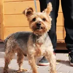 Znaleziono psa, Łódź, 24 sierpnia 2025