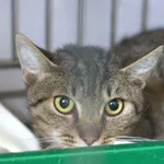 Kot do adopcji, Sosnowiec, 5 sierpnia 2025