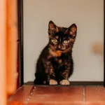 Kot do adopcji, Czartki, 26 sierpnia 2025