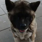 Znaleziono psa, Gdańsk, 23 sierpnia 2025