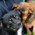 Pies do adopcji, Racławice, 22 sierpnia 2025