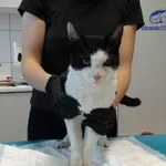 Znaleziono kota, Szczecin, 26 sierpnia 2025