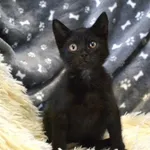 Kot do adopcji, Chełmek, 5 sierpnia 2025