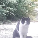 Zaginął kot, Łódź, 26 sierpnia 2025