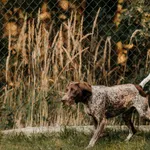 Arman 616093902899648