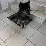 PIES PRZYWIEZIONY Z INTERWENCJI 26.08.2025