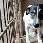 Znaleziono psa, Racławice, 16 sierpnia 2025