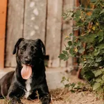 Pies do adopcji, Czartki, 26 sierpnia 2025