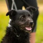 Znaleziono psa, Racławice, 10 stycznia 2026