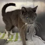 KOTKA PRZYWIEZIONA PRZEZ ZNALAZCĘ 22.08.2025