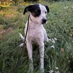 Znaleziono psa, Krośniewice, 26 sierpnia 2025