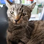 Znaleziono kota, Łódź, 26 sierpnia 2025