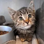 Kot do adopcji, Olsztyn, 14 sierpnia 2025