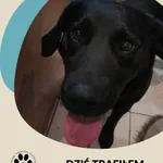 Znaleziono psa, Dąbrówka, 23 sierpnia 2025