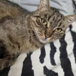 Kot do adopcji, Jelenia Góra, 13 lipca 2025