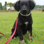 Pies do adopcji, Grudziądz, 5 sierpnia 2025