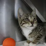 Kot do adopcji, Olsztyn, 8 sierpnia 2025