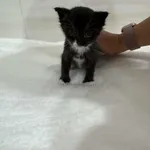 Znaleziono kota, Czartki, 26 sierpnia 2025