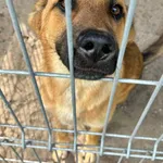 Pies do adopcji, Przyborówko, 18 czerwca 2026