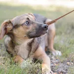 Pies do adopcji, Nowodwór, 26 sierpnia 2025