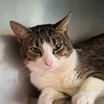 Kot do adopcji, Olsztyn, 19 lipca 2025