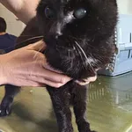 Znaleziono kota, Lublin, 25 sierpnia 2025