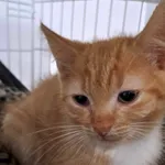 Kot do adopcji, Olsztyn, 27 lipca 2025