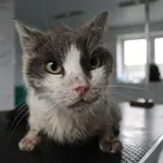 Kot do adopcji, Grudziądz, 3 sierpnia 2025