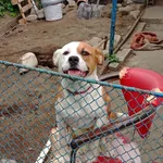 Zaginął pies, Skrzyszów, 27 sierpnia 2025