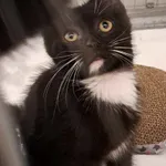 Kot do adopcji, Olsztyn, 27 lipca 2025