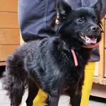 Znaleziono psa, Łódź, 26 sierpnia 2025