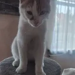 Zaginął kot, Łódź, 26 sierpnia 2025