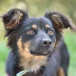 Pies do adopcji, Nowodwór, 26 sierpnia 2025