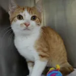 Kot do adopcji, Olsztyn, 24 lipca 2025