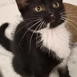 Kot do adopcji, Olsztyn, 27 lipca 2025