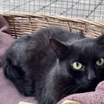 Kot do adopcji, Chełmek, 22 listopada 2024