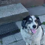 Zaginął pies, Rzuchów, 27 sierpnia 2025